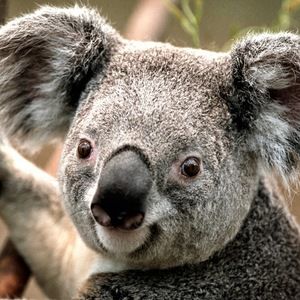 Meet your Posher, Zada